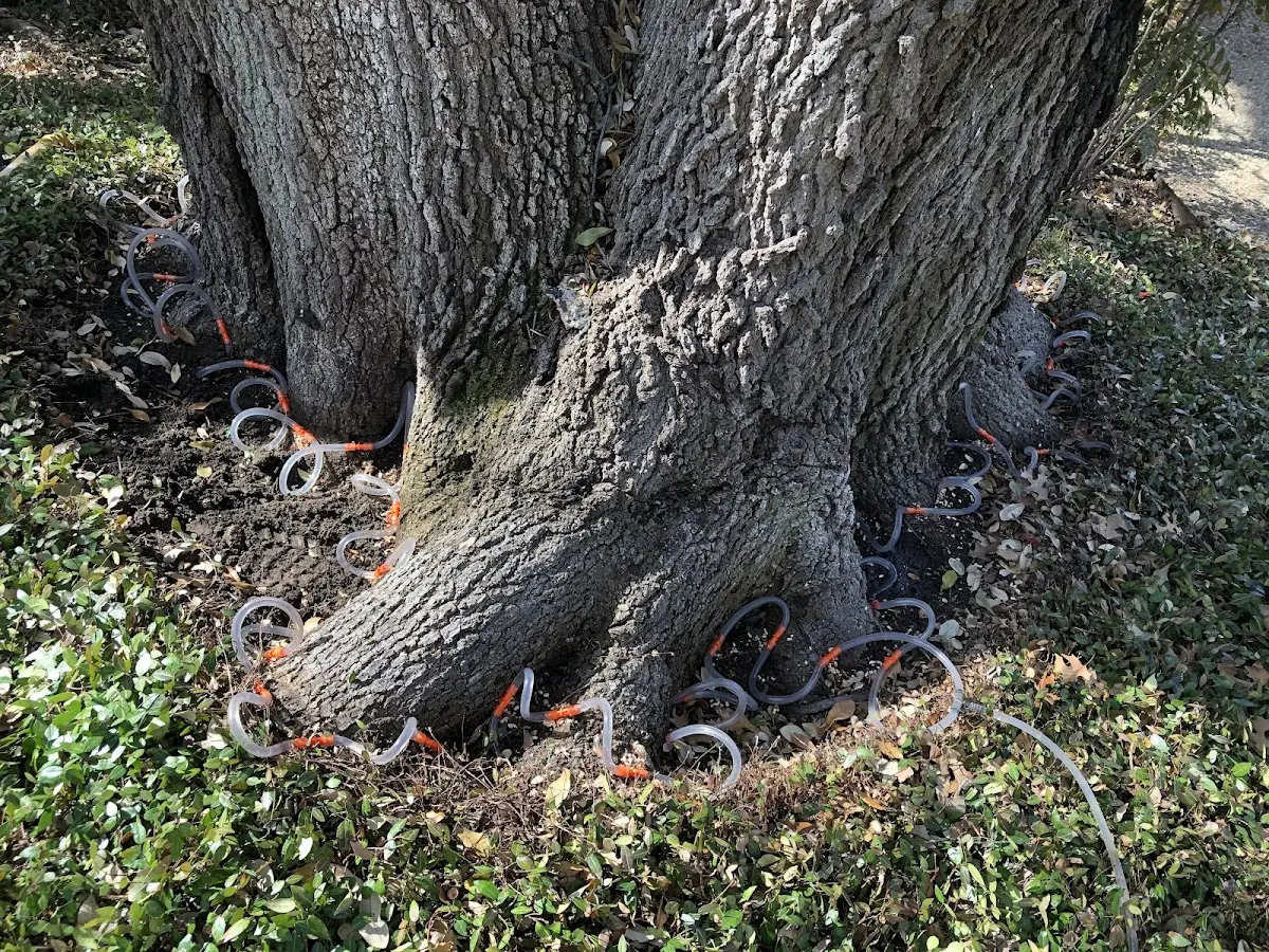 Detailed Tree Cabling and Bracing job site in Kremmling